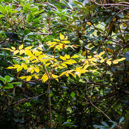 The bright leaves of a small tree shine in the darkness of a secluded corner の写真素材