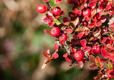 The red berries of a cotoneaster bush 