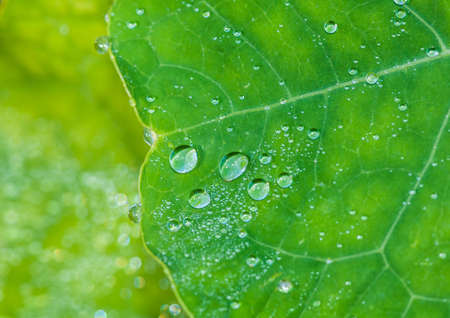 A close-up of dewdrops balanced upon a green nasturtium leaf 