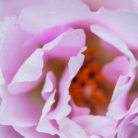 A close-up shot of a portulaca sunnyside bloom 