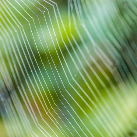 A close-up shot of the threads of a spider web 