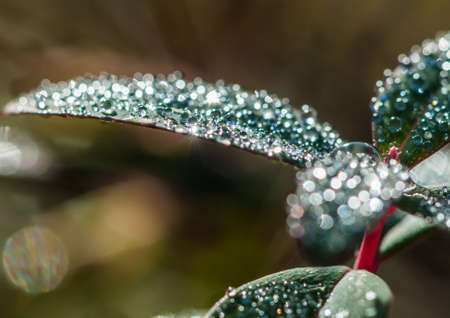 Dewdrops sparkle in the sunshine 