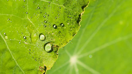 A close-up of a nasturtium leaf that