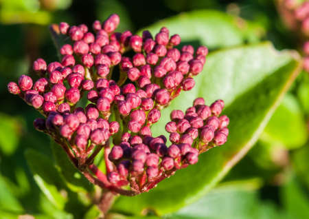 A close-up of the red buds of a flowering shrub 
