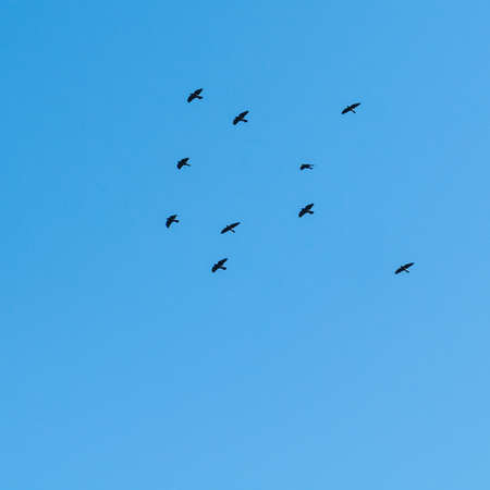 A flock of flying crows, poetically known as a murder の写真素材