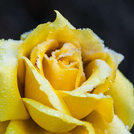 A close-up of a queen mother rose with ice crystals forming on the petals の写真素材