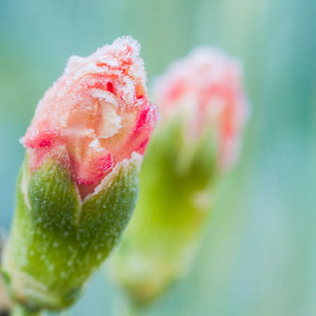 A close-up of a frost covered carnation bud の写真素材