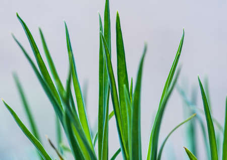 A macro shot of the green leaves of a carnation flower の写真素材