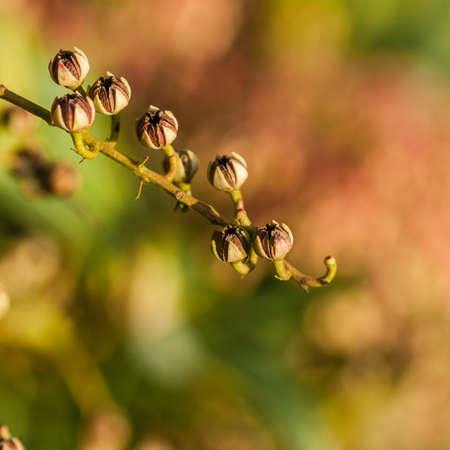 A close-up shot of seed pods of a forest flame bush の写真素材