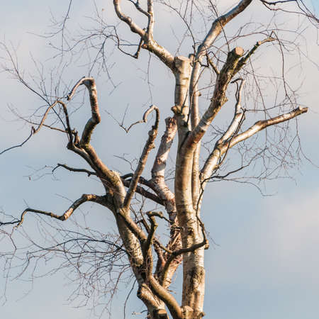An old tree that has mostly been chopped down 