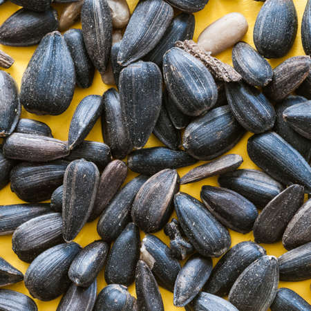 A macro shot of a collection of sunflower seeds の写真素材