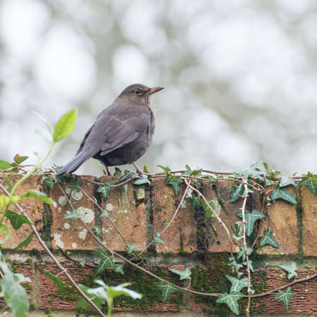A female blackbird standing on a wall の写真素材