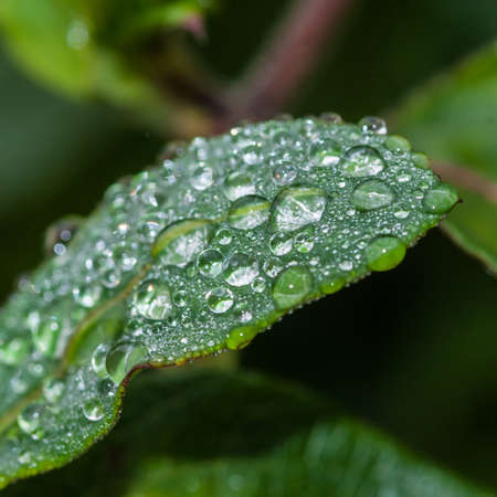 A close-up shot of raindrops on a green leaf 
