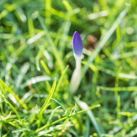 A single crocus pushes through some garden turf の写真素材