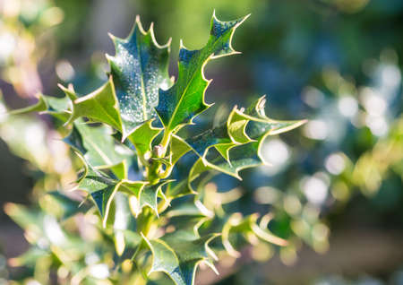 A macro shot of the green leaves of a holly bush.の写真素材