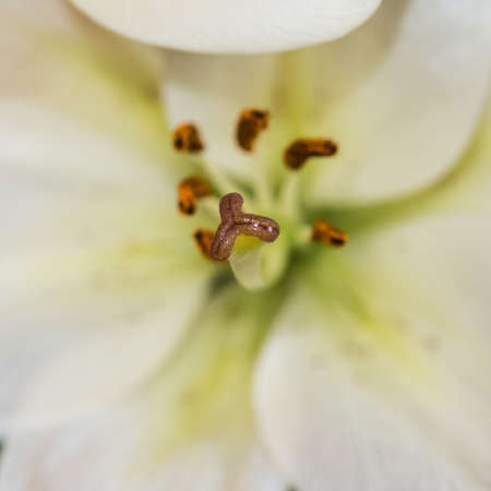 A macro shot of an oriental lily.の写真素材