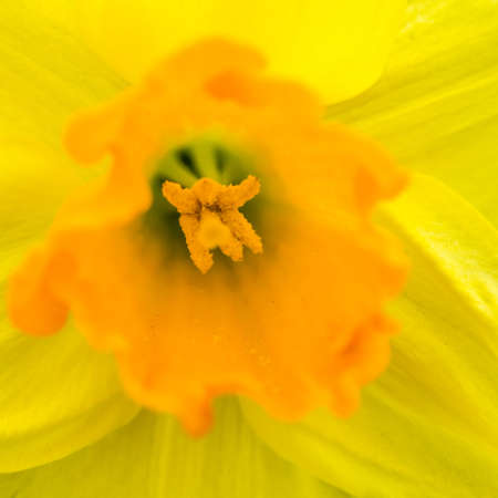 A shot of a yellow petaled daffodil with an orange trumpet.の写真素材