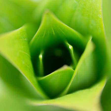 The abstract pattern made by a fresh green lily leaf 