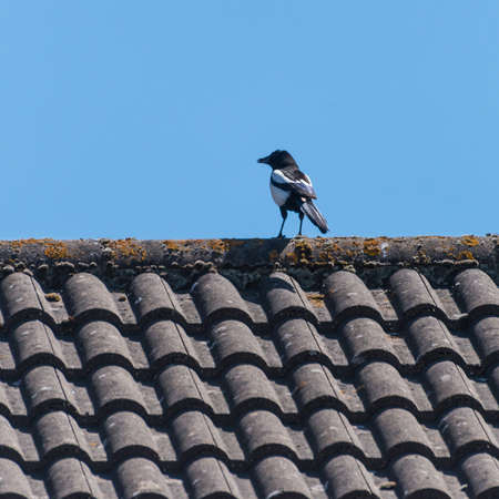 A magpie sits on a roof top.の写真素材