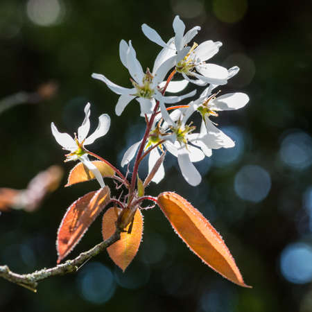 A macro shot of a branch of amelanchier blossom の写真素材