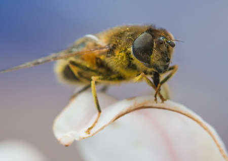 A macro shot of a small garden bee sitting on a white azalea bloom の写真素材