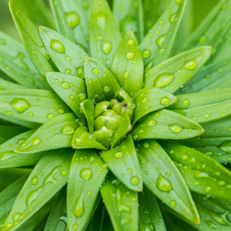 A macro shot of the wet leaves of an asiatic lily.の写真素材