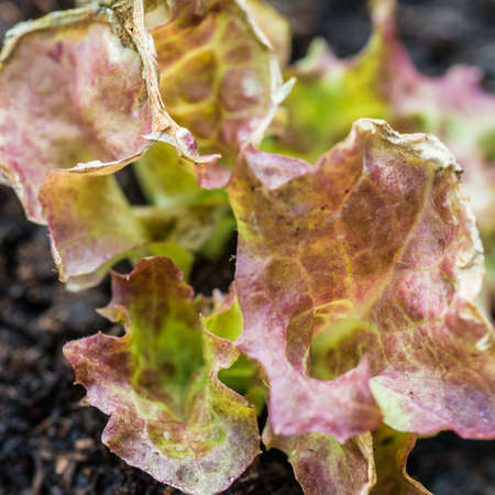 A macro shot of a lollo rossa lettuce seedling.の写真素材