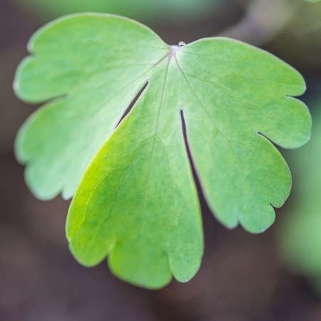 A macro shot of a single green aquilegia leaf.