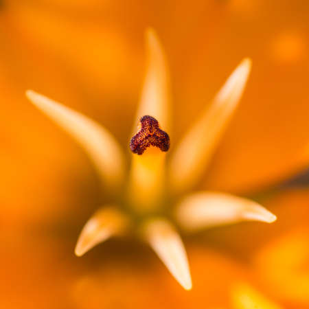 A macro shot of an orange asiatic lily.の写真素材