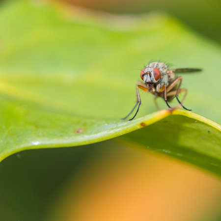 A macro shot of a fly sitting on a mahonia japonica leaf.