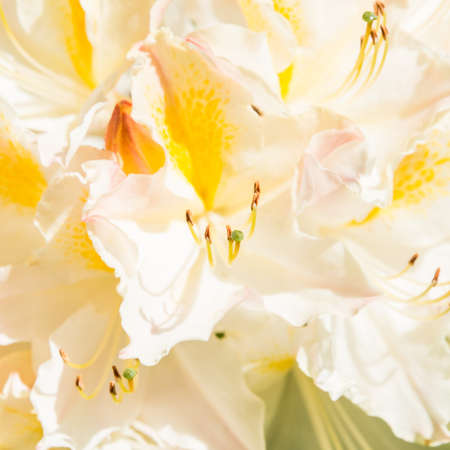 A macro shot of a rhododendron flower head.の写真素材