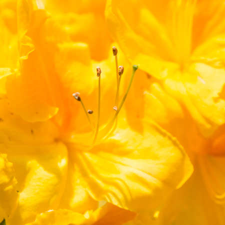 A macro shot of a yellow azalea bloom.の写真素材