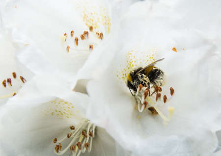 A bee collects pollen from a flower.の写真素材