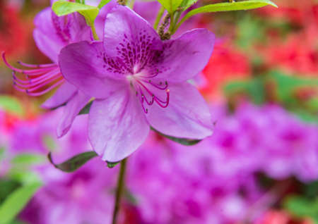 A macro shot of some colourful azalea blooms.の写真素材