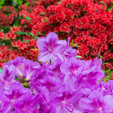 A bank of colourful flowers.の写真素材