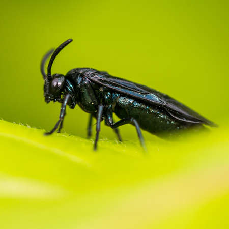 A black sawfly sitting on a green leaf.の写真素材