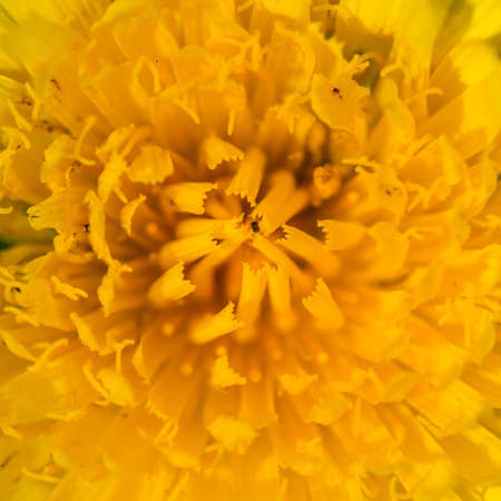 A macro shot of a yellow wildflower.の写真素材