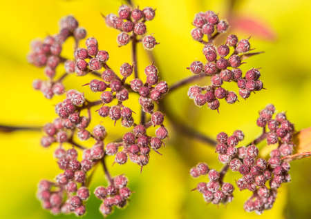 A macro shot of the flower buds of a spirea bush.