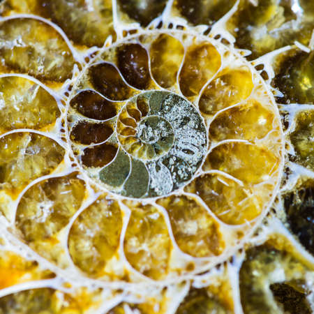 A macro shot of the cross section of an ammonite fossil.の写真素材