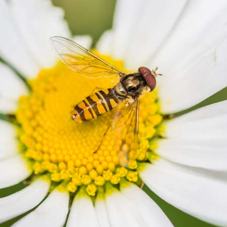 A macro shot of a hoverfly sitting on an ox eye daisy.の写真素材