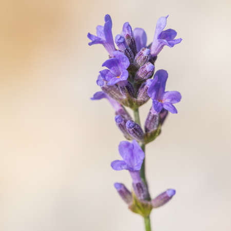 A macro shot of lavender buds opening up in the sunshine.の写真素材