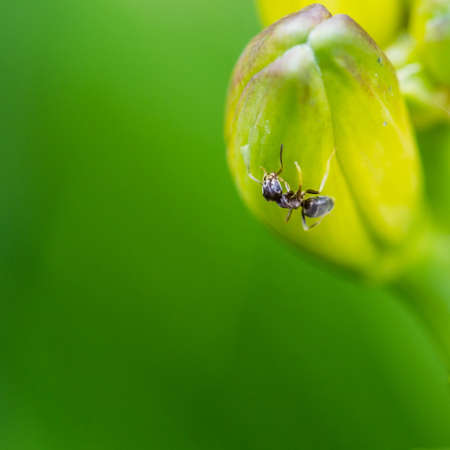 A macro shot of an ant crawling on a daylily flower bud.の写真素材