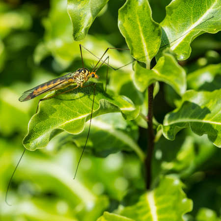 A macro shot of a spotted crane fly.