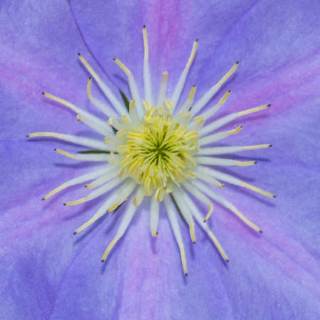 A macro shot of a clematis bloom of the variety 'blue eyes'.の写真素材