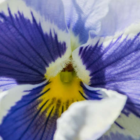 A macro shot of a pansy.の写真素材