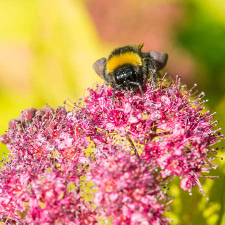 A macro shot of a bee browsing a magic carpet bush.の写真素材