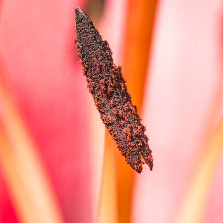 A macro shot of the pollen on the stamen of an oriental lily.の写真素材