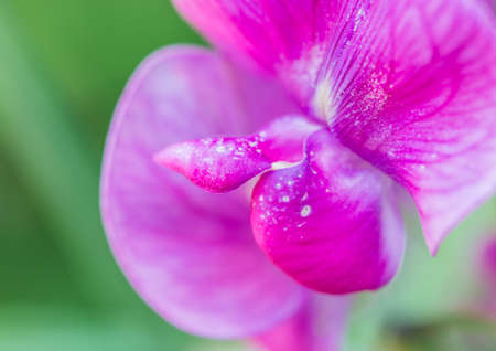 A macro shot of a magenta sweet pea bloom.の写真素材
