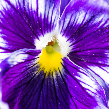 A macro shot of a blue coloured pansy.の写真素材
