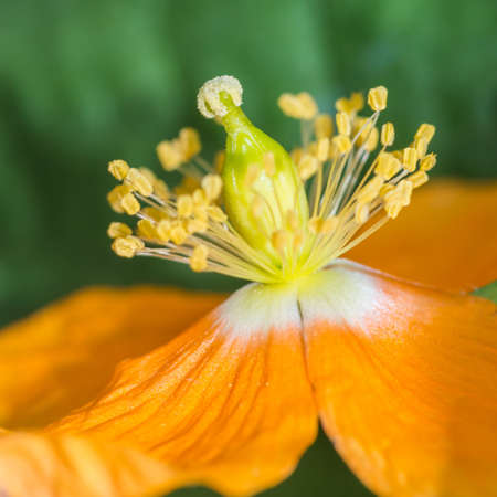 A macro shot of an orange Welsh poppy.の写真素材
